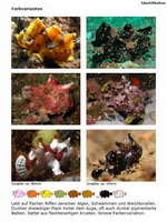 Farbvarianten der wichtigsten Anglerfisch-Arten